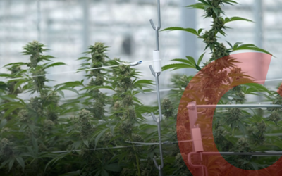 Safety for Medical Cannabis Manufacturing Facilities