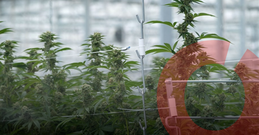 Safety for Medical Cannabis Manufacturing Facilities